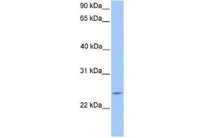 PTTG2 antibody used at 0. (PTTG2 Antikörper  (Middle Region))