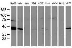 Image no. 3 for anti-ADP-Ribosylation Factor GTPase Activating Protein 1 (ARFGAP1) antibody (ABIN1496680) (ARFGAP1 Antikörper)
