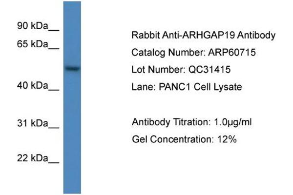 ARHGAP19 Antikörper  (C-Term)