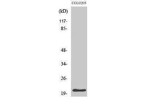 Western Blotting (WB) image for anti-Cyclin-Dependent Kinase Inhibitor 1A (p21, Cip1) (CDKN1A) (Ser232) antibody (ABIN3186242) (p21 Antikörper  (Ser232))