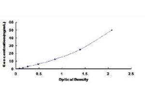 PKLR ELISA Kit