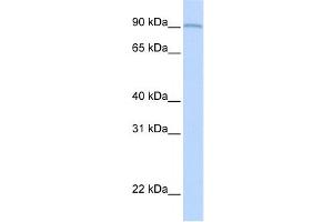 Western Blotting (WB) image for anti-Amine Oxidase, Copper Containing 2 (Retina-Specific) (AOC2) antibody (ABIN2458914) (AOC2 Antikörper)