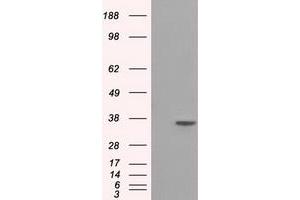 HEK293T cells were transfected with the pCMV6-ENTRY control (Left lane) or pCMV6-ENTRY SRR (Right lane) cDNA for 48 hrs and lysed. (SRR Antikörper)