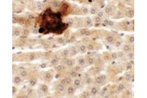 Immunohistochemistry (IHC) image for anti-Synaptotagmin-Like 5 (SYTL5) (N-Term) antibody (ABIN1031597) (SYTL5 Antikörper  (N-Term))