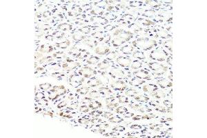 Immunohistochemistry of paraffin-embedded mouse stomach using PRPF8 antibody. (PRPF8 Antikörper  (AA 1-100))