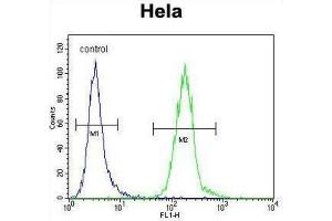 Flow Cytometry (FACS) image for anti-Low Density Lipoprotein Receptor Class A Domain Containing 2 (LDLRAD2) antibody (ABIN2996839) (LDLRAD2 Antikörper)