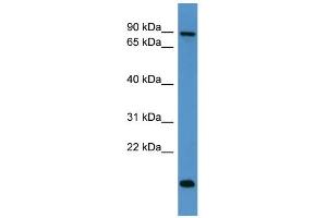 WB Suggested Anti-App Antibody Titration: 0. (APP Antikörper  (C-Term))