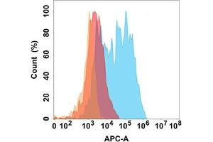 CD171 protein is highly expressed on the surface of Expi293 cell membrane. (L1CAM Antikörper  (AA 20-1120))