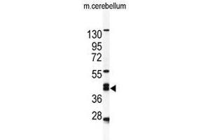 Image no. 1 for anti-Enolase 1 (ENO1) (N-Term) antibody (ABIN452963) (ENO1 Antikörper  (N-Term))