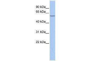 HBP1 antibody used at 2. (HBP1 Antikörper  (Middle Region))