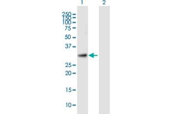 TTC35 Antikörper  (AA 1-297)