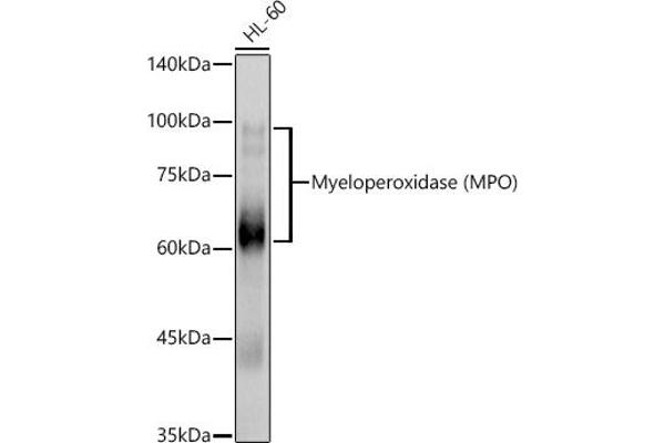 Myeloperoxidase Antikörper  (AA 50-310)