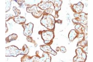 IHC testing of FFPE human placenta with Thymidine Phosphorylase antibody (clone SPM322). (Thymidine Phosphorylase Antikörper)