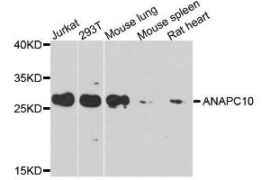 Western blot analysis of extracts of various cell lines, using ANAPC10 antibody. (ANAPC10 Antikörper  (AA 1-185))