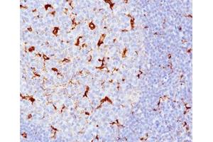 IHC testing of human tonsil (10X) stained with CD68 antibody cocktail (KP1 + C68/684). (CD68 Antikörper)