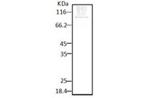 Western blot analysis of Parasite Lysates showing detection of HSP90 protein using Rabbit Anti-HSP90 Polyclonal Antibody . (HSP90 Antikörper  (FITC))