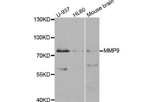 Western blot analysis of extracts of various cell lines, using MMP9 antibody (ABIN5971121) at 1/1000 dilution. (MMP 9 Antikörper)