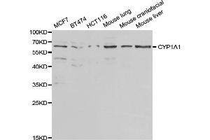 Western blot analysis of extracts of various cell lines, using CYP1A1 antibody. (CYP1A1 Antikörper)