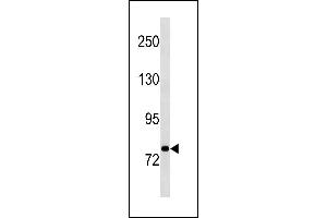 STAT3 Antibody (N-term) (ABIN1881849 and ABIN2843250) western blot analysis in A549 cell line lysates (35 μg/lane). (STAT3 Antikörper  (N-Term))