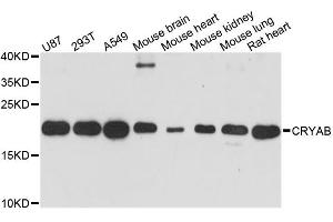 Western blot analysis of extracts of various cell lines, using CRYAB antibody. (CRYAB Antikörper)
