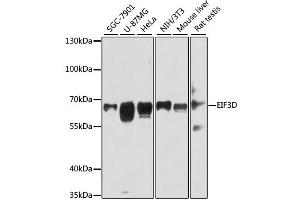 Western blot analysis of extracts of various cell lines, using EIF3D antibody (ABIN1876976) at 1:3000 dilution. (EIF3D Antikörper)