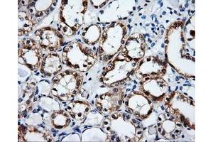 Immunohistochemistry (IHC) image for anti-Serine Racemase (SRR) antibody (ABIN1501137) (SRR Antikörper)