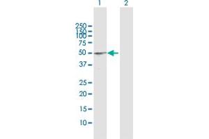 Western Blot analysis of BCL3 expression in transfected 293T cell line by BCL3 MaxPab polyclonal antibody. (BCL3 Antikörper  (AA 1-446))