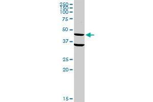 CD33 MaxPab rabbit polyclonal antibody. (CD33 Antikörper  (AA 1-364))