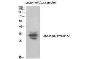 Western Blotting (WB) image for anti-Ribosomal Protein S6 (RPS6) (Thr821) antibody (ABIN3177268) (RPS6 Antikörper  (Thr821))