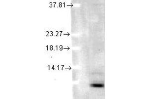 Image no. 1 for anti-Ubiquitin (Ubiquitin) antibody (ABIN1502294) (Ubiquitin Antikörper)