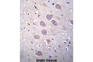 Immunohistochemistry (IHC) image for anti-Protocadherin alpha 5 (PCDHA5) antibody (ABIN2996483) (PCDHA5 Antikörper)