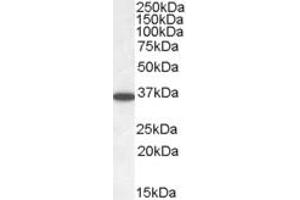 Western Blotting (WB) image for anti-PPP2C (C-Term) antibody (ABIN2465277) (PPP2C (C-Term) Antikörper)