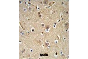 NEDD4 Antibody (C-term) (ABIN653889 and ABIN2843135) IHC analysis in formalin fixed and paraffin embedded brain tissue followed by peroxidase conjugation of the secondary antibody and DAB staining. (NEDD4 Antikörper  (C-Term))