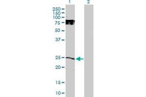 Western Blot analysis of GDNF expression in transfected 293T cell line by GDNF MaxPab polyclonal antibody. (GDNF Antikörper  (AA 1-211))