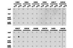 Western Blotting (WB) image for anti-Histone 3 (H3) (H3K27me) antibody (ABIN1873000) (Histone 3 Antikörper  (H3K27me))