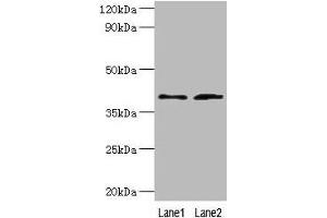 Western blot All lanes: DCN antibody at 2 μg/mL Lane 1: Mouse heart tissue Lane 2: HepG2 whole cell lysate Secondary Goat polyclonal to rabbit IgG at 1/10000 dilution Predicted band size: 40, 28, 24, 20, 9 kDa Observed band size: 40 kDa (Decorin Antikörper  (AA 20-359))