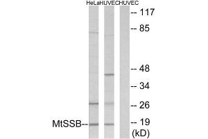 Western Blotting (WB) image for anti-Single-Stranded DNA Binding Protein 1 (SSBP1) (C-Term) antibody (ABIN1849545) (SSBP1 Antikörper  (C-Term))
