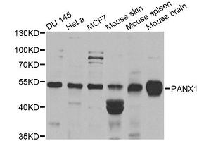 Western blot analysis of extracts of various cell lines, using PANX1 antibody. (PANX1 Antikörper)