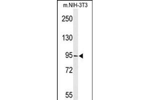 Western blot analysis of TAF3 Antibody (C-term) (ABIN653593 and ABIN2842962) in NIH-3T3 cell line lysates (35 μg/lane). (TAF3 Antikörper  (C-Term))