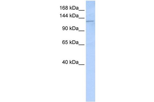 Desmoglein 2 Antikörper  (N-Term)