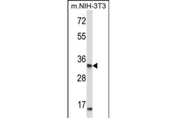 XPA Antikörper  (C-Term)