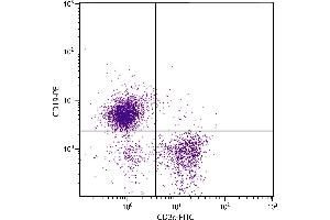 C57BL/6 mouse splenocytes were stained with Mouse Anti-Mouse CD19-PE. (CD19 Antikörper  (PE))