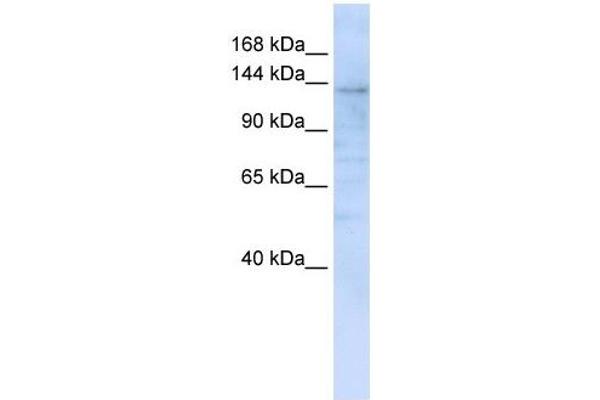 IMPG2 Antikörper  (C-Term)