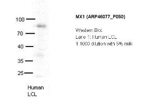 Image no. 2 for anti-Myxovirus Resistance Protein 1 (MX1) (C-Term) antibody (ABIN785323) (MX1 Antikörper  (C-Term))