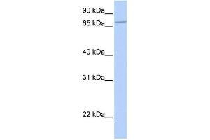 SLC44A3 antibody used at 1 ug/ml to detect target protein. (SLC44A3 Antikörper  (N-Term))