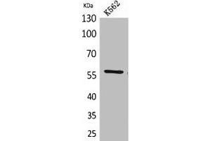 Western Blot analysis of K562 cells using Angptl1 Polyclonal Antibody. (ANGPTL1 Antikörper  (Internal Region))