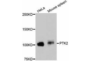 Western blot analysis of extracts of various cell lines, using PTK2 antibody (ABIN5997089). (FAK Antikörper)