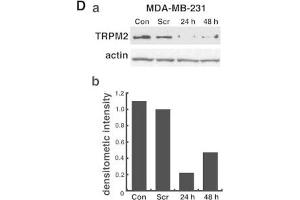 Western Blotting (WB) image for anti-Actin, beta (ACTB) (AA 359-368) antibody (ABIN129657)