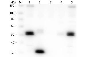 Western Blot of Anti-Rat IgG F(c) (GOAT) Antibody . (Ziege anti-Ratte IgG (Fc Region) Antikörper (Biotin) - Preadsorbed)