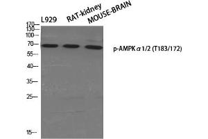 Western Blotting (WB) image for anti-AMPK1/AMPK2 (pThr172), (pThr183) antibody (ABIN5956005) (PRKAA1/PRKAA2 Antikörper  (pThr172, pThr183))